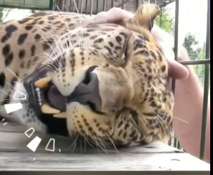 B1904011_When animals love you � ( PART 2)