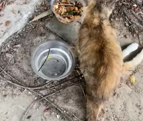 S1904007_Poor stray cat ( PART 2)
