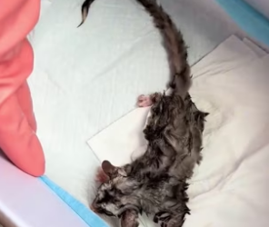 K0304003 A little sugar glider was dying on the road,so I saved it! ( Part 2)