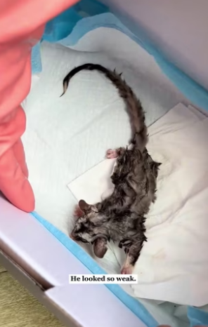 K0304003 A little sugar glider was dying on the road,so I saved it! ( Part 2)