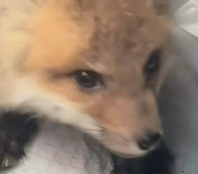 B1904012_I met a little fox. He had lost his mother and begged me to take him in❤️ ( Part 2)