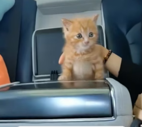 B1904011_I found a stray cat hiding behind the door,I decided to take him home and adopt him ❤️( Part 2)