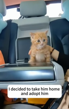 B1904011_I found a stray cat hiding behind the door,I decided to take him home and adopt him ❤️( Part 2)