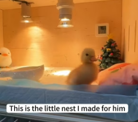 B1904010_I met a motherless duckling following behind a sanitation worker, so I decided to take it home❤️( Part 2)