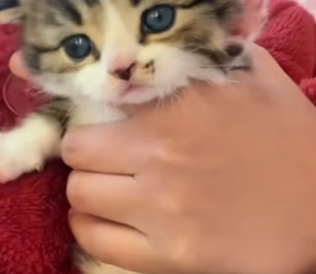 B1904009_I found a homeless kitten staying by the side of his dead companion, and I decided to adopt him.❤️( Part 2)