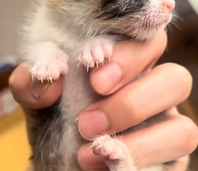K0304004 My dog found an abandoned newborn kitten! ( Part 2)