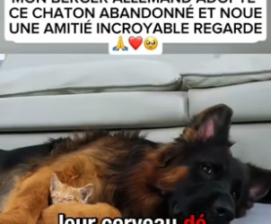P2804004_MON BERGER ALLEMAND ADOPTE  CE CHATON ABANDONNÉ ET NOUE UNE AMITIÉ INCROYABLE REGARDE �❤️�PARTIE 2