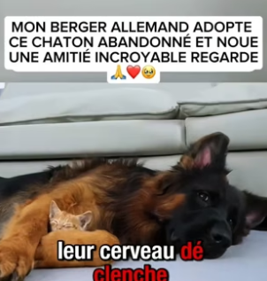 P2804004_MON BERGER ALLEMAND ADOPTE  CE CHATON ABANDONNÉ ET NOUE UNE AMITIÉ INCROYABLE REGARDE �❤️�PARTIE 2