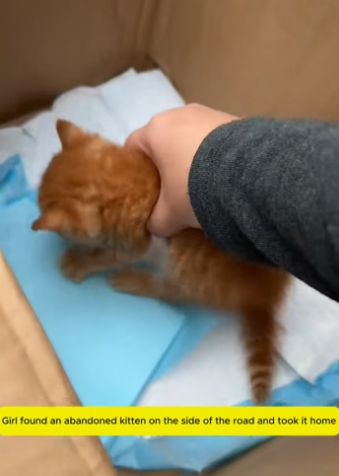 B2804005_Girl found an abandoned kitten on the side of the road and took it home PART 2