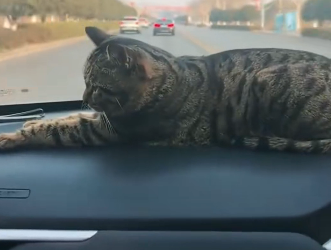 B0205013_This stray cat suddenly jumped into my car and followed me home PART 2