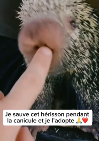 P0705036_Je sauve cet hérisson pendant  la canicule et je l’adopte �❤️PARTIE 2