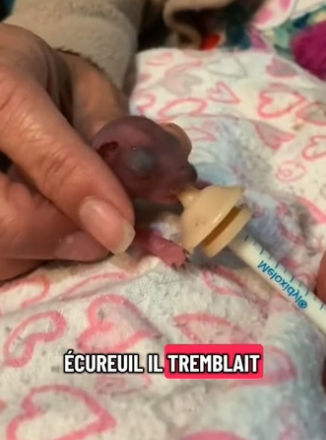 P0705034_Un bébé écureuil est littéralement tombé chez moi… regarde la suite � PARTIE 2