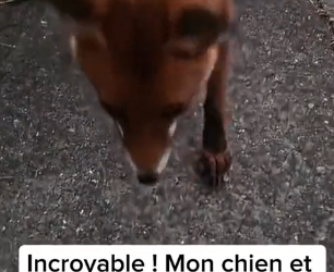 P0705030_Incroyable ! Mon chien et  un renard sont devenus…  meilleurs amis �� PARTIE 2