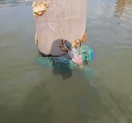 D1105011_A kind woman rescued a trapped baby macaw and then this happened…