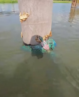 D1105011_A kind woman rescued a trapped baby macaw and then this happened…