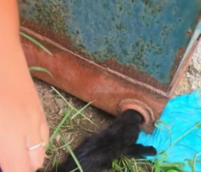 T1105013_Rescue a kitten PART 2