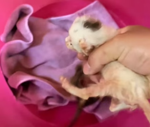 T1105014_rescue poor baby’s cat and happy ending � PART 2