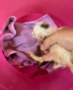 T1105014_rescue poor baby’s cat and happy ending � PART 2