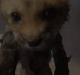 T1105012_Rescue a baby fox PART 2