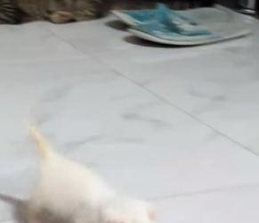 T1105002_I rescued teo cats that had lost their mother and they became friends PART 2