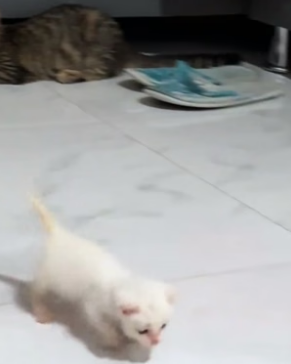 T1105002_I rescued teo cats that had lost their mother and they became friends PART 2