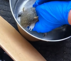 T3004017_Rescue a baby squirrel #rescue #rescueanimals #squirrel #squirrelsoftiktok_part2
