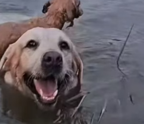 S2804006_The big dog risked his life to jump into the water to save the little dog.#doglover #dogvideos #dog_part2