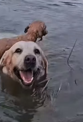 S2804006_The big dog risked his life to jump into the water to save the little dog.#doglover #dogvideos #dog_part2
