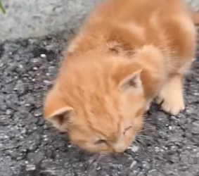 S2804002_On the way, I saw a little cat by the roadside. It looked so small and pitiful, after a while I deci_part2