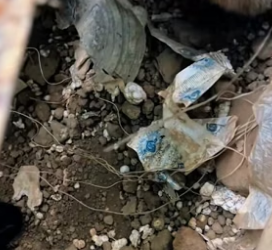 S0305016_some puppies got tangled in the ropes#dog #dogsoftiktok #doglover #dogvideos_part2