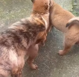 S2804005_Two puppies were fighting. The mother dog looked at me as if to tell me to separate them.#doglover #_part2