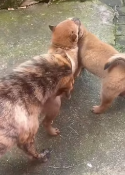 S2804005_Two puppies were fighting. The mother dog looked at me as if to tell me to separate them.#doglover #_part2