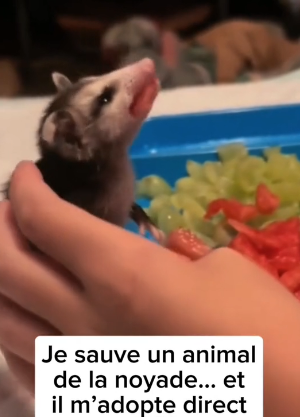 P1305004_Je sauve un animal de la noyade… et  il m’adopte direct  �❤️PART 2