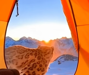 C2704014_THE QUEEN OF THE MOUNTAIN CHOSE ME… �❄️� (THE ENDING IS A MIRACLE) PART 2