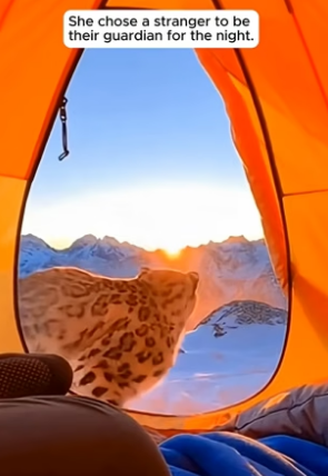 C2704014_THE QUEEN OF THE MOUNTAIN CHOSE ME… �❄️� (THE ENDING IS A MIRACLE) PART 2