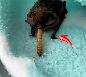 B1305001_A woman rescued a baby bat lost in her bathroom and raised him with love PART 2