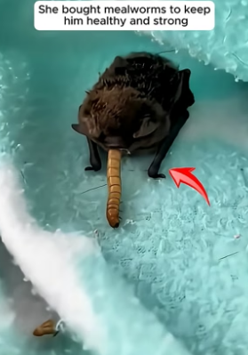 B1305001_A woman rescued a baby bat lost in her bathroom and raised him with love PART 2