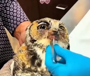 B1305002_A kind family rescued an owl wrapped by a venomous snake and then…PART 2