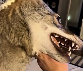 B1305004_This man rescued a wild coyote caught in a trap and then…PART 2