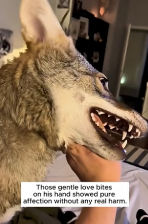 B1305004_This man rescued a wild coyote caught in a trap and then…PART 2
