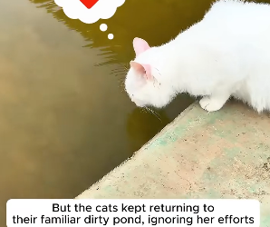 B1305003_A kind girl rescued stray cats by turning a dirty pond into a sanctuary PART 2