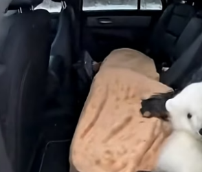 S1704004_I tried to save a bear cub that fell through the ice � PART 2