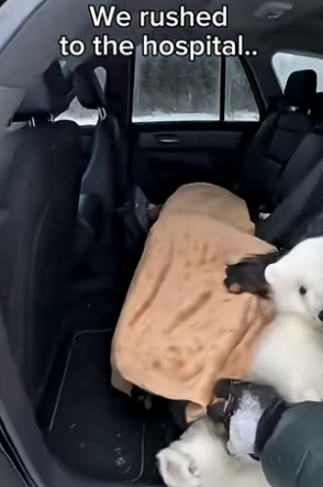 S1704004_I tried to save a bear cub that fell through the ice � PART 2