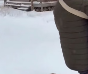 S1105006_We Save a Raccoon…and What Happened on Chrismast night Changed everthing ❤️��  PART 2