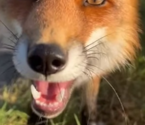 R1305001_The Fox Had a Mayo Jar Stuck on His Head �� PART 2
