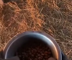 R1305002_The Cat Was So Hungry She Stole Milk! � PART 2