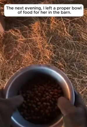 R1305002_The Cat Was So Hungry She Stole Milk! � PART 2