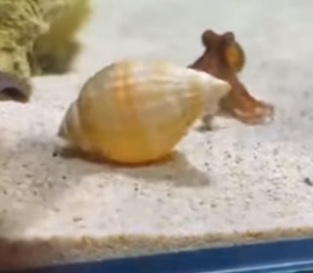 R1305004_He Found a Tiny Octopus Hiding in a Plastic Cup! � PART 2