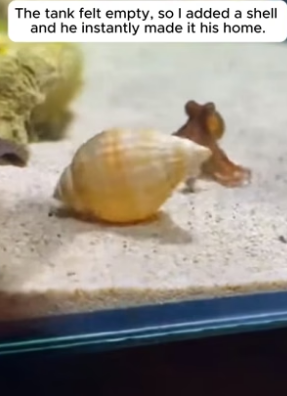 R1305004_He Found a Tiny Octopus Hiding in a Plastic Cup! � PART 2