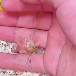B3004004_This man rescued a bird… and then ❤️PART 2